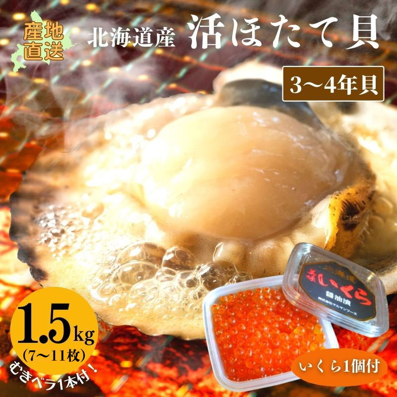 活ホタテ（3〜4年貝）1.5kg（8〜11枚） いくら100g1個付 【冷蔵】 送料無料 ギフト 内祝 お取り寄せ 帆立 ほたて ホタテ 海鮮 海鮮ギフト 北海道産 御祝 御礼 産地直送 父の日 お中元 御中元 暑中見舞い 夏ギフト