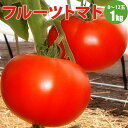 【予約】フルーツトマト 激ウマ!人気 フルーツトマト 北海道 とまと 赤 レッドトマト