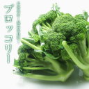 【予約】 ブロッコリー Lサイズ 北海道 減農薬栽培 の 極上ブロッコリー 北海道産