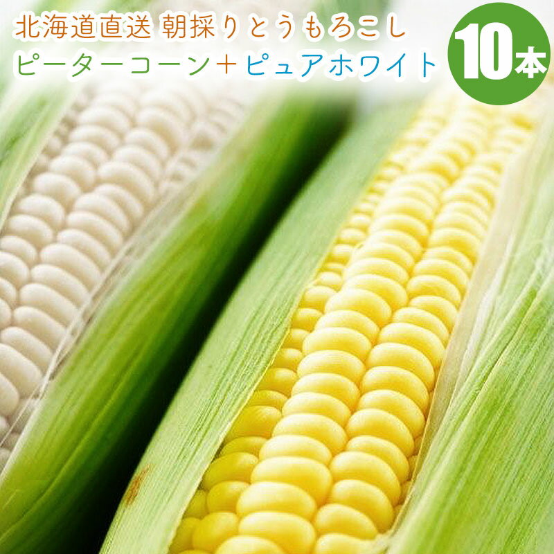 【9/11迄10％OFF】【予約】 とうもろこし ピーターコーン 5本＋ ピュアホワイト 5本 食べ比べ セット 北海道 産地直送 朝もぎ トウモロコシ 北海道産 コーン ホワイト ピーター トウキビ 味比べ バイカラー とうきび 8月下旬より発送予定のサムネイル