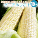 とうもろこし ピュアホワイト 15本 とうもろこし 北海道産...