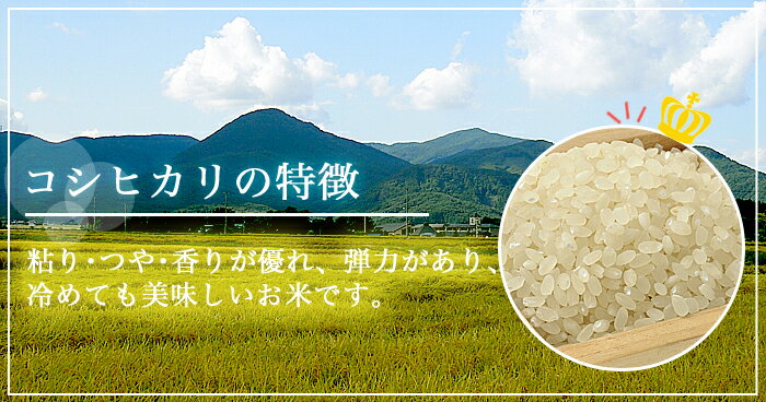 【クーポンご利用で10%OFF】福島県中通り産 コシヒカリ 玄米:30kg(白米:約27kg) 令和3年産【精米無料・送料無料】※沖縄県・離島対応不可