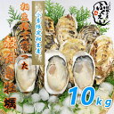 殻付き 牡蠣 10kg　【冷蔵便】送料無料 漁師が販売、とれたて新鮮な 殻付き カキ です。 生食用 兵庫県 相生