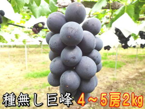 【温室栽培】大粒種無し巨峰2kg！信州長野県産7月中旬頃から順次発送予定。