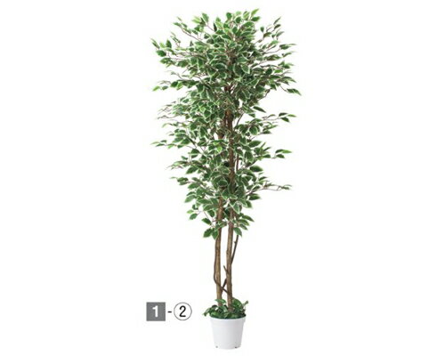 人工樹木 ベンジャミン 立ち木　ホワイト/グリーン （H180cm）　1台〈インテリア・装飾品〉