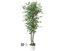 人工樹木ベンジャミン立ち木ホワイト/グリーン（H180cm）1台〈インテリア・装飾品〉