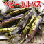 ベビーカルパス/345g【風味堂】/ 1,296円