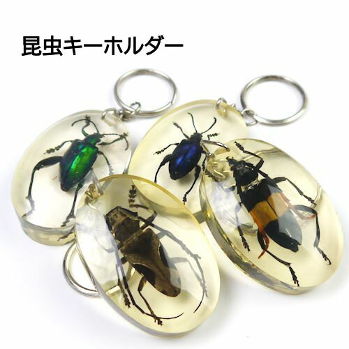 【メール便可】本物の昆虫のキーホルダー 01