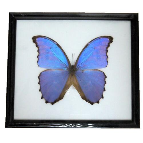 【あす楽】【宅配便送料無料】昆虫の標本　ディディウスモルフォ　didius blue morpho  ...