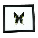 【あす楽】昆虫の標本　世界の蝶　ナンベイアオツバメガ　Urania leilus【Day flying moth】