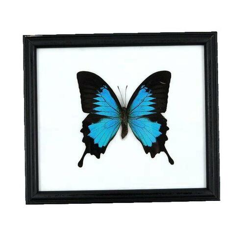 【あす楽】【宅配便送料無料】昆虫の標本　オオルリアゲハ　Papilio Ulysses　【Emperor Blue Swallowtail】