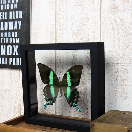 【あす楽】【宅配便送料無料】昆虫の標本 オオルリオビアゲハ Papilio blumei 【Majestic Green Swallowtail】 両側ガラスケース 3Dタイプ