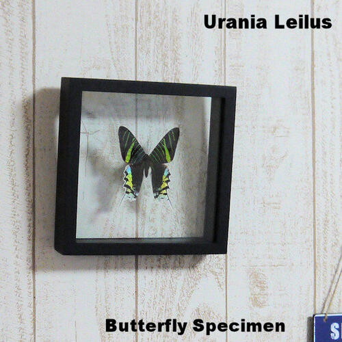 【あす楽】【宅配便送料無料】昆虫の標本　世界の蝶　ナンベイアオツバメガ　Urania leilus【Day flying moth】 両側ガラスケース　3Dタイプ