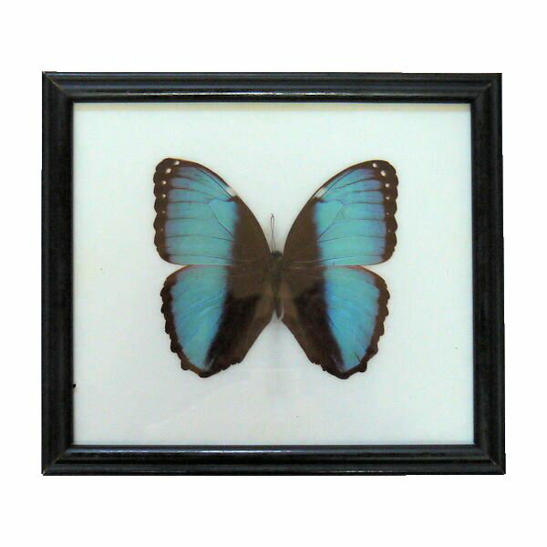 ڤڡ̵ۡۺɸܡǥߥեblue morpho γ٤ǱοѲޤȤեĳΰǤdeidamia Morpho)