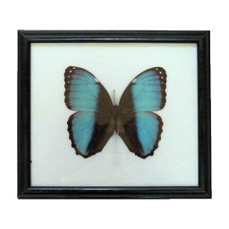 【あす楽】【宅配便送料無料】昆虫の標本　デイダミアモルフォ　blue morpho 光の角度で羽の色が変化します。世界一美しいとされるモルフォ蝶の一種です。（deidamia Morpho)