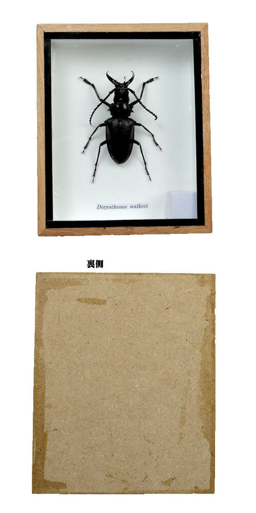 �����ɸ�ܡ�����४�����ХΥ����ꥫ�ߥ��ꡡdorysthenes walkeri
