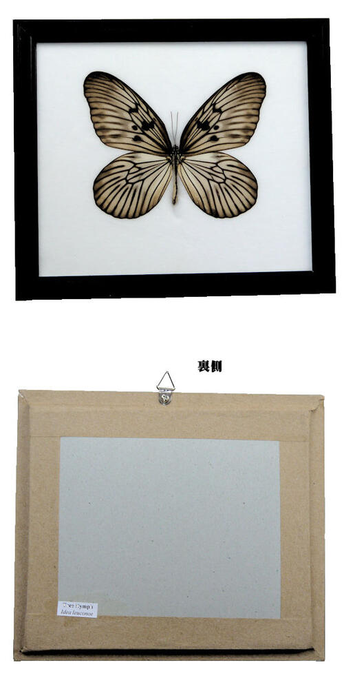 �����ɸ�ܡ��������ޥ��顡Idea �� Tree nymph��