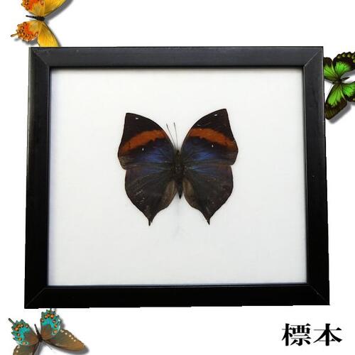 【あす楽】昆虫の標本　世界の蝶　コノハチョウ　kallima inachus butterfly 【Orange Oakleaf 】