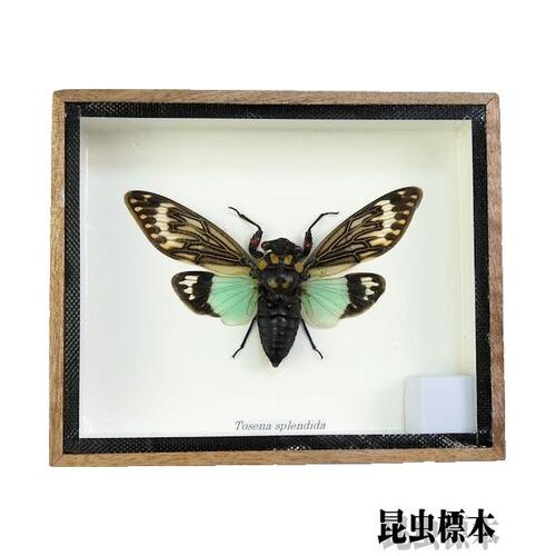 昆虫の標本　アサギアブラゼミ　【Tasena stendida】