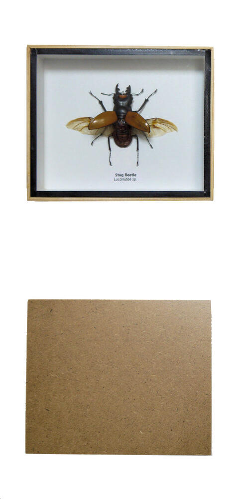 �ڤ����ڡۺ����ɸ�ܡ�������ĥ䥯�塞����Stag Beetle