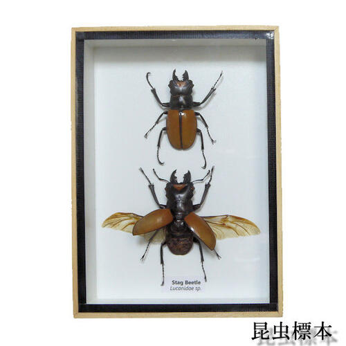 ڤڡۺɸܡĥ䥯塞Stag Beetle