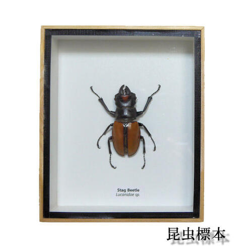 ڤڡۺɸܡĥ䥯塞Stag Beetle