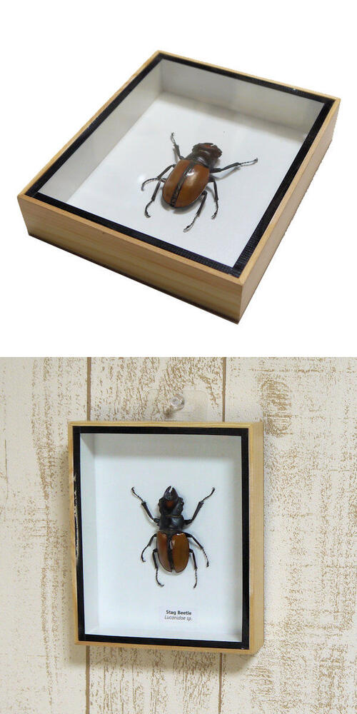 �ڤ����ڡۺ����ɸ�ܡ�������ĥ䥯�塞����Stag Beetle