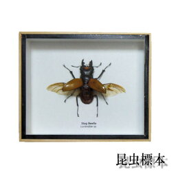 【あす楽】昆虫の標本　ガゼラツヤクワガタ　Stag Beetle
