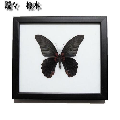 昆虫の標本　世界の蝶　ナガサキアゲハ　Great Mormon【papilio memnon】メス