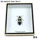 【宅配便送料無料】【あす楽】昆虫の標本　キバネツマルリタマムシ　chrysochroa buqueti【red speckled jewel beetle】