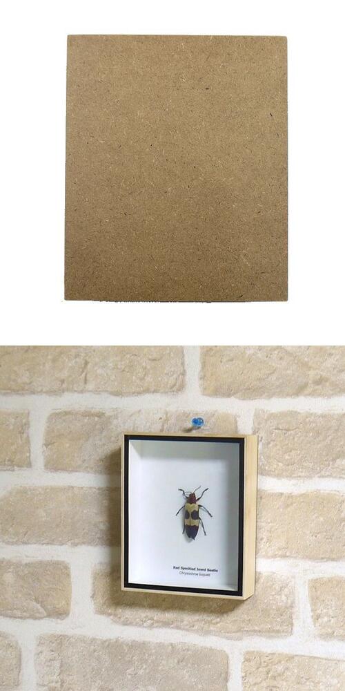 ������������̵���ۺ����ɸ�ܡ����Хͥĥޥ�꥿�ޥॷ��chrysochroa buqueti��red speckled jewel beetle��