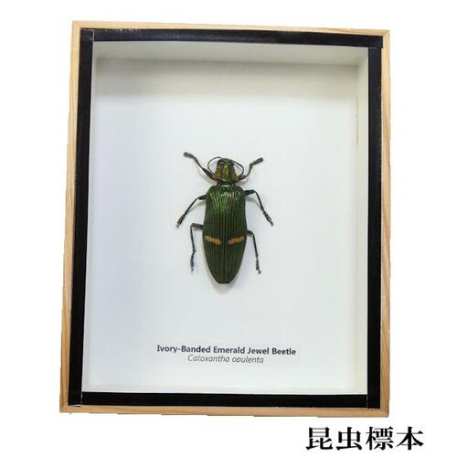 【あす楽】昆虫の標本　オオハビロタマムシ　catoxantha oqulenta 【ivory banded emerald jewel beetle】