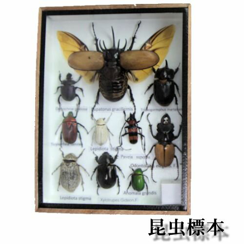 昆虫の標本 世界のクワガタなど 8〜11匹 (小...の商品画像
