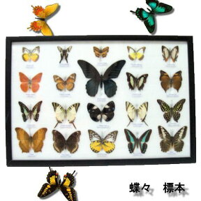 【あす楽】【宅配便送料無料】昆虫の標本　世界のチョウチョ　20頭　(特大)
