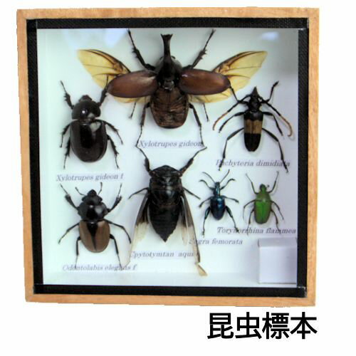 インテリアに最適な昆虫の標本です。 木製の額に糊で張り付けています。 上部はガラスで開けることはできません。 世界のかっこいい昆虫があなたの部屋に！ これ1つでもお部屋の雰囲気がらりと変えるだけの インパクトあります。 カブトムシ　クワガタムシ　カミキリムシ　カナブン ゾウムシなど 【注意：本物の昆虫ですので商品により個体差があります。 画像の商品とは少し異なる場合があります。】 商品情報 サイズ 本体 約高さ150×幅150×奥行35mm 材質 昆虫　ガラス　木 原産国 タイランド 配送方法 宅配便 この商品は宅配便でお送りいたします。 アジアン雑貨　アジア雑貨　エスニック雑貨インテリアにいかが。 世界の昆虫　標本 本物の昆虫です。 おすすめポイント 世界にはきれいで 変わった昆虫が沢山います。 こんなきれいな昆虫をインテリアにしたら インパクトがあってとっても素敵です。 お子様の昆虫観察にも最適です。 本物の昆虫ですので商品により個体差があります。 画像の商品とは少し異なる場合があります。