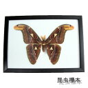 【あす楽】昆虫の標本 アタカスアトラス Attacus Atlas Moth (atlas moth)