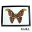 ڤڡۺɸܡȥ饹Attacus Atlas Moth (atlas moth)