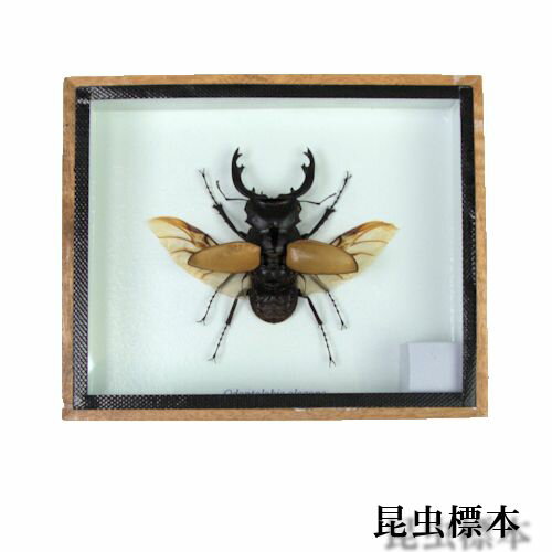 【あす楽】昆虫の標本　ツヤクワガタエレガンス　Odontolabis elegans