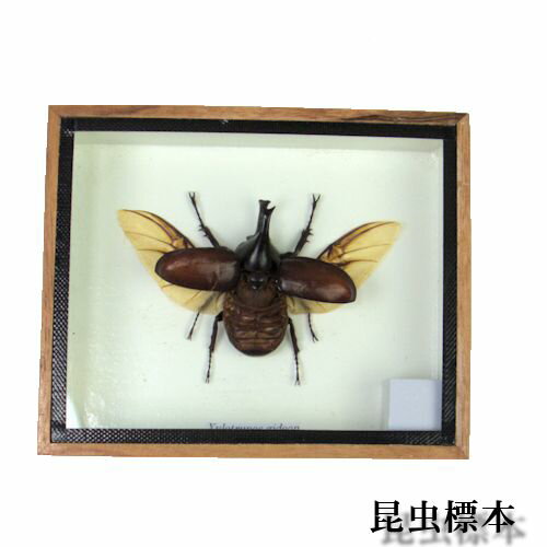 【あす楽】昆虫の標本　ヒメカブト　Xylotrupes gideon