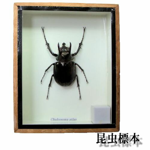 ڤڡۺɸܡȥ饹֥ Chalcosoma atlas