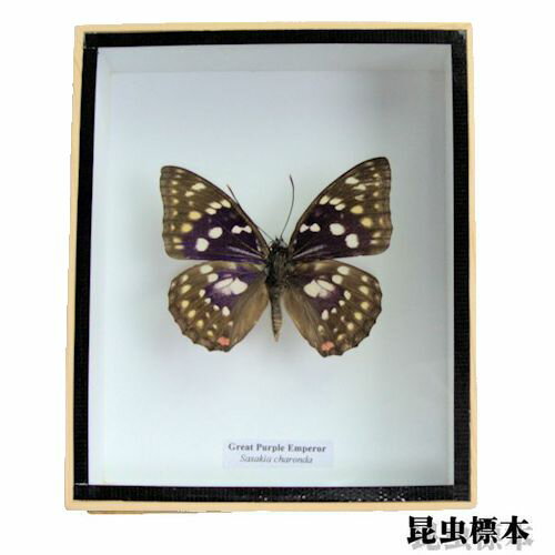 【あす楽】【送料無料】昆虫の標本　3Dタイプ　オオムラサキ　great purple emperor (sasakia charonda)