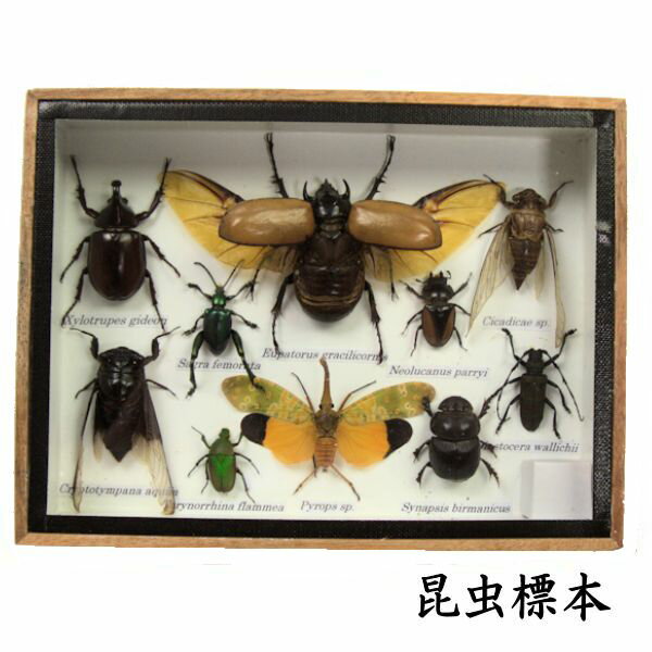 標本 まとめ売り 楽天市場】昆虫(種類(昆虫)カブトムシ)(標本・化石|ホビー