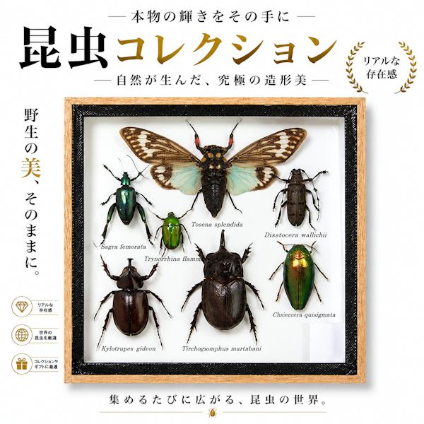 昆虫の標本　世界のクワガタなど　6〜9匹　(小)