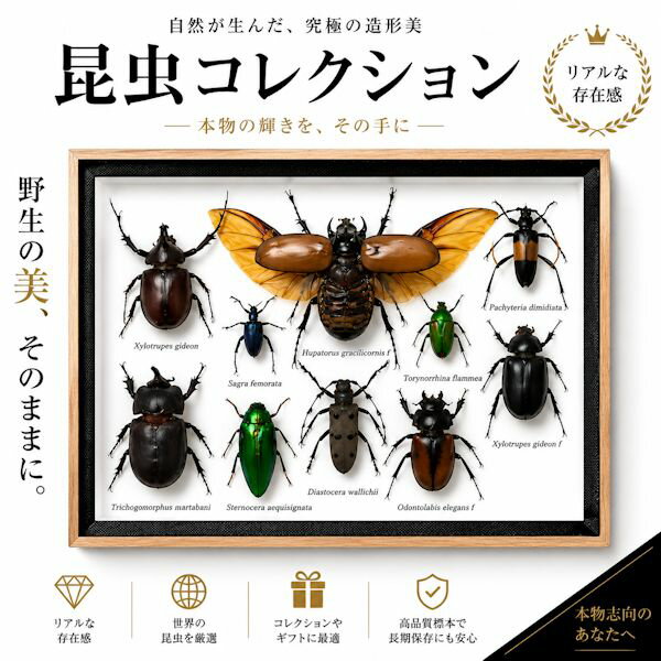 樂天商城 - 昆虫の標本　世界のクワガタなど　10～11匹　(小大)