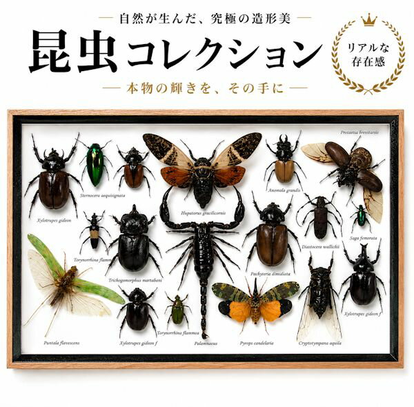 【宅配便送料無料】昆虫の標本　世界のクワガタなど　15〜25匹　(大)