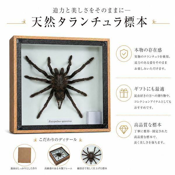 楽天市場】標本 タランチュラの通販