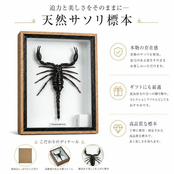 楽天市場】サソリ 標本の通販
