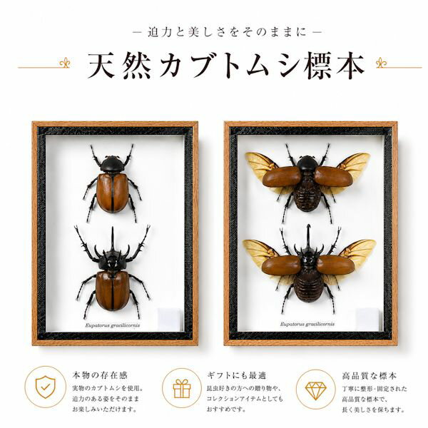 楽天市場】虫の標本の通販
