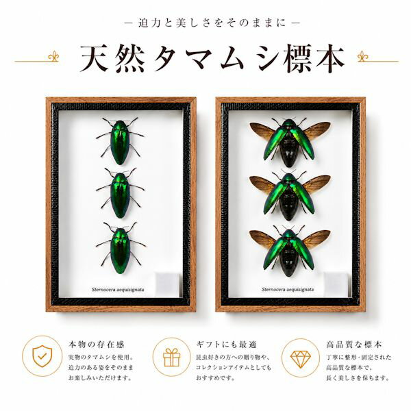 楽天市場】タマムシ 標本の通販