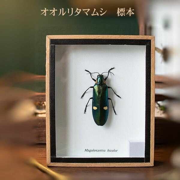 昆虫の標本　オオルリタマムシ　Magaloxantsa bicolor